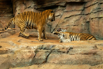 Two tigers in the Sao Paulo Zoo, in Brazil