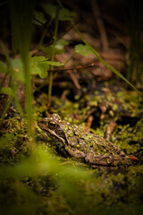 frog in the grass