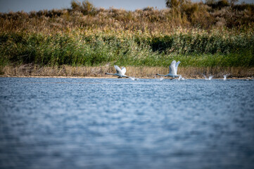 seagull on the beach