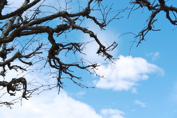 Bare quirky tree branches against a clear blue sky with clouds. Spring season, nature awakening, sunny day outdoors. Copy space  