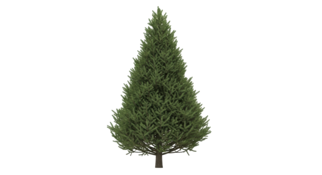 Isolated evergreen tree stands tall against a clean background for landscape design, cutout