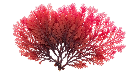 Isolated red algae, a vibrant marine plant commonly found on coral reefs and the ocean floor