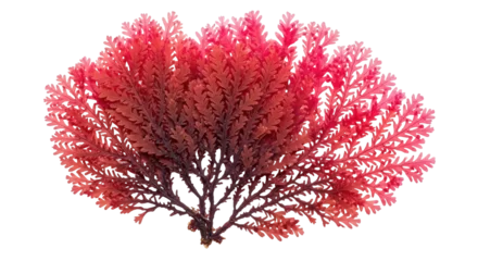 Gardinen Korallentiere Isolated red algae, a vibrant marine plant commonly found on coral reefs and the ocean floor  © Lena