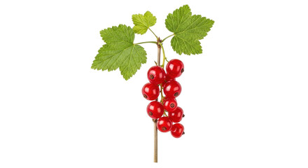 Isolated Ribes rubrum, redcurrant with green leaves on a branch, ready to be eaten raw