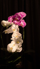 Delicate violet and white orchid flower heads in the dark. Close-up. Light brush.