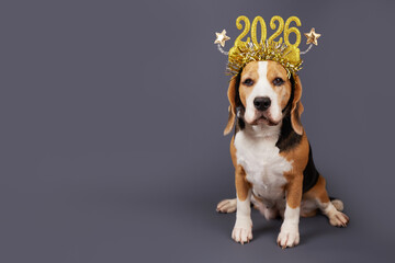 A beagle dog in carnival glasses with the numbers of the 2025 New year.