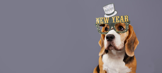  Banner or card with New Year and Christmas greetings. A beagle dog wearing party glasses with the inscription New Year