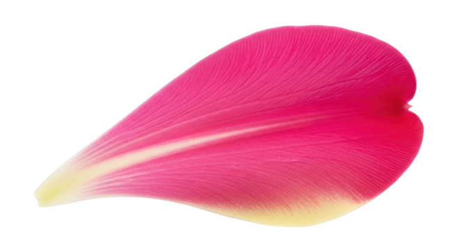 Isolated Delicate Flower Petal, Red, Pink and Yellow, Abstract Botanical Detail, Summer Bloom