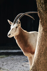 Oryx dammah, Scimitar oryx