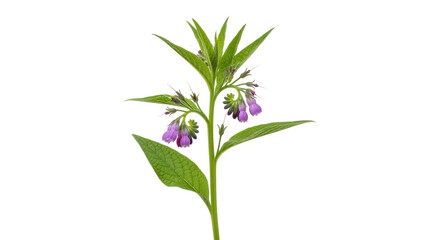 Isolated herbaceous comfrey plant, showing its purple flowers and green leaves against plain backdrop