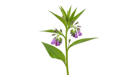 Isolated herbaceous comfrey plant, showing its purple flowers and green leaves against plain backdrop