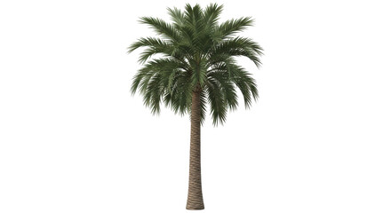Isolated Phoenix dactylifera date palm tree with green leaves, plant of tropical climate © Lena