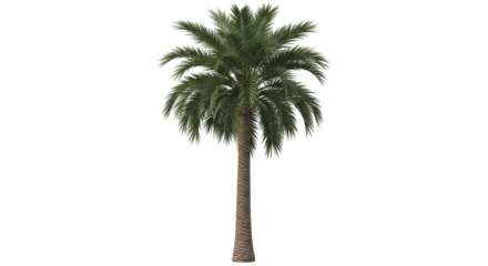 Isolated Phoenix dactylifera date palm tree with green leaves, plant of tropical climate