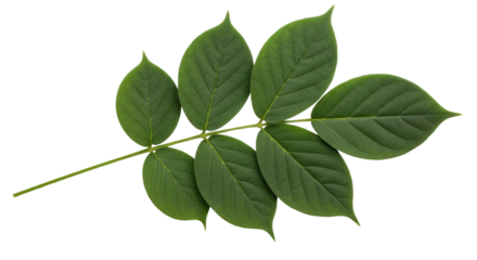 Isolated ash tree compound leaf specimen with vibrant green leaflets, natural beauty