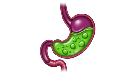 Isolated Human Stomach Digestive Anatomy in Detail Illustration Diagram with Liquid