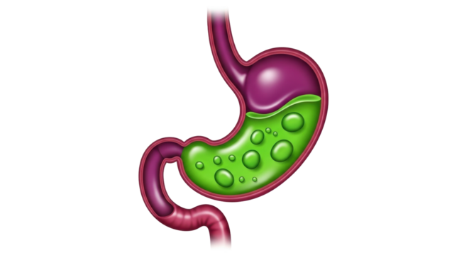 Isolated Human Stomach Digestive Anatomy in Detail Illustration Diagram with Liquid