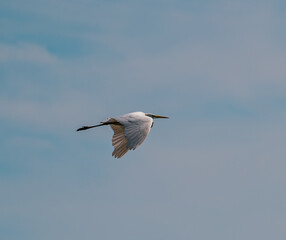 great blue heron