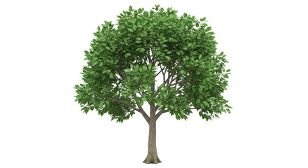 Isolated deciduous tree with dense green foliage on a clear day, springtime growth in nature