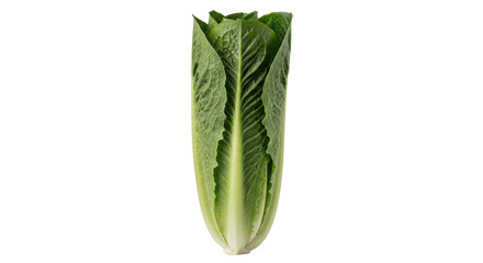 Isolated fresh and organic romaine lettuce, perfect for salads and healthy eating plans