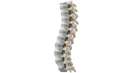 Isolated human spine anatomy with intervertebral discs, medical illustration, side view