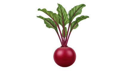 Isolated beet vegetable, healthy food ingredient for vegetarian recipes and salads, close-up