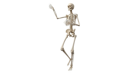 Isolated bony skeleton of human body striking expressive pose anatomical detail study