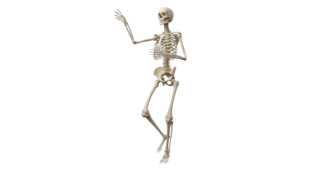 Isolated bony skeleton of human body striking expressive pose anatomical detail study