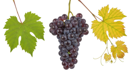 Isolated bunch of grapes, with vine leaf, a tasty snack ready to be enjoyed by all age groups