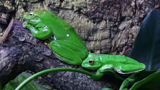 Litoria caerulea. A pair of White's Tree Frogs, one large and one small, rest on tree bark in a vivarium. The amphibians showcase their iconic bright green color and plump bodies