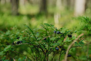blueberries on a bush in the forest