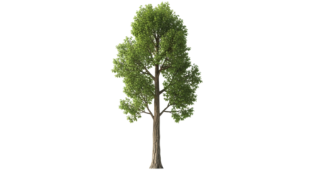 Isolated Mature Tree, Green Foliage, Long Trunk, Branches, Woodland, Forest Plant, Summer