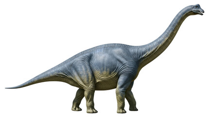 Obraz premium Isolated sauropod dinosaur on display, side view, a herbivorous giant with long neck and tail