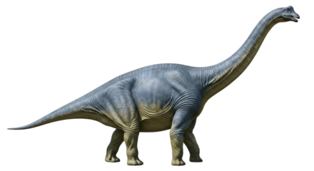 Isolated sauropod dinosaur on display, side view, a herbivorous giant with long neck and tail