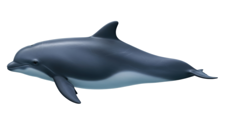 Isolated harbor porpoise illustration swimming in the sea, marine mammal wildlife image