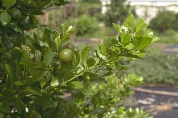 Citrus X microcarpa (X Citrofortunella mitis) - Calamondin Orange
