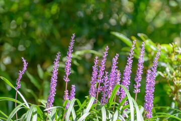 緑の中に咲くヤブランの紫色の花