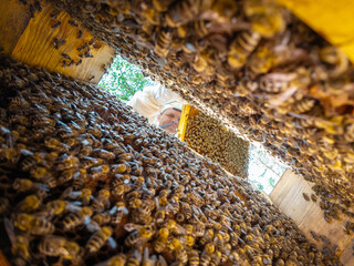Beekeeper checking a hive, shot from the bottom with bees on the frames. A beekeeper in a protective suit takes out a honey frame covered with bees to check the quality and quantity of honey
