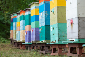 Bright multi-colored beehives with bees flying around in an apiary. A row of colorful wooden beehives lined up in an apiary, with bees actively flying in and out, beekeeping, honey production