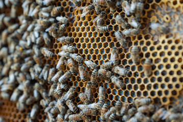 Close-up of bees crawling on honeycombs filled with honey. Macro shot of a hive frame densely covered with worker bees crawling over golden-yellow wax honeycombs filled with honey