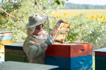 Beekeeper inspecting a honey frame in the apiary with blooming sunflower field background. A man in a protective suit and hat carefully inspects a frame with bees and capped honey on the comb