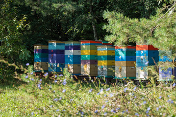 Multi-colored beehives situated in the shade of a forest strip in an apiary. Multi-tiered hives standing in a row in a wooded area, partially shaded by trees and surrounded by wildflowers