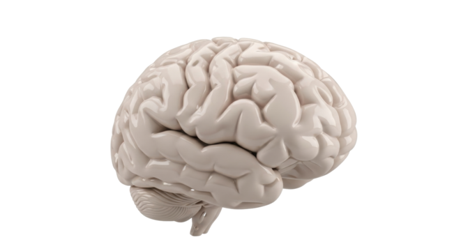 Isolated human brain model with intricate details, scientific anatomy, medical illustration