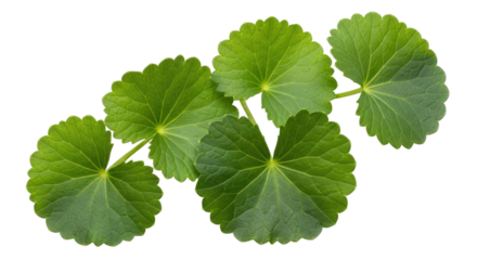 Isolated Asiatic pennywort plant vine, a small leafy herb from Asia, Indian pennywort