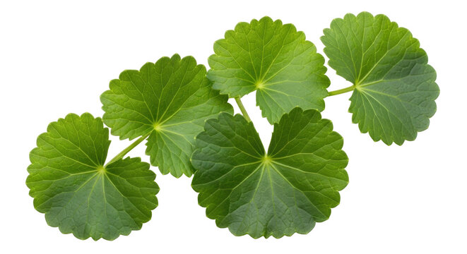 Isolated Asiatic pennywort plant vine, a small leafy herb from Asia, Indian pennywort