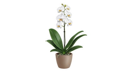 Isolated Phalaenopsis orchid plant in flowerpot, cultivated exotic blooming houseplant