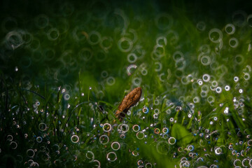 makro © solmaremi