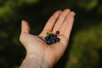 berry in hand