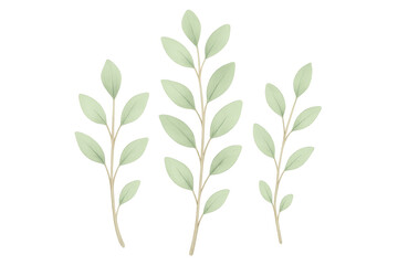 Obraz premium Watercolor eucalyptus branches decorating, creating nature-inspired botanical ornament, transparent background