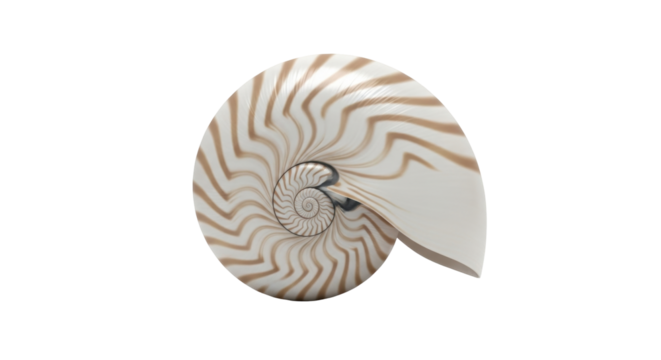 Isolated Chambered nautilus shell with Fibonacci sequence spiral shape, golden ratio theme