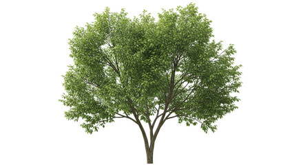 Isolated deciduous tree with green leaves against a neutral background for compositing